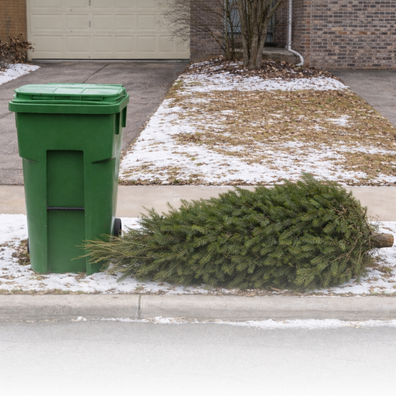 A Christmas tree lying on the side of the road. 
