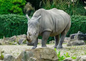 Rhino-in-a-zoo